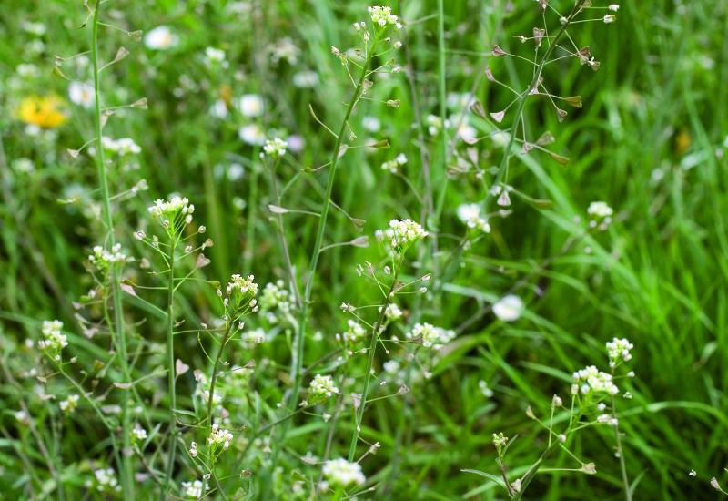 Shepherds Purse